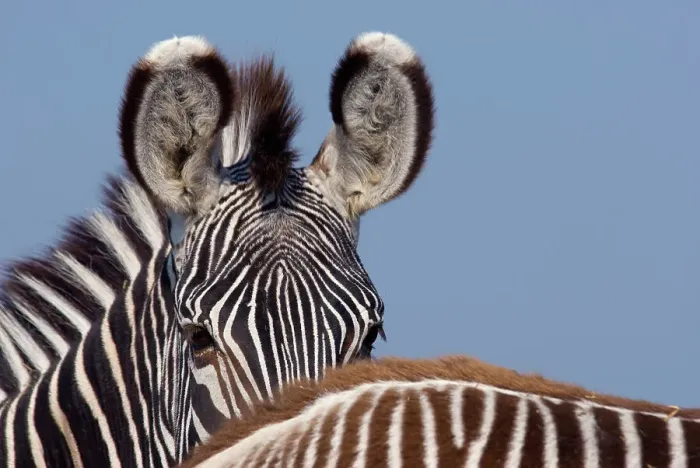Framed Print : Grevy zebra (Equus grevyi) partial head portrait over back of foal, captive Framed Print : Grevy zebra (Equus grevyi) partial head portrait over back of foal, captive