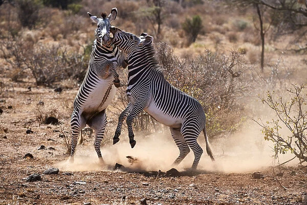Grevy zebra (Equus grevyi) stallions fighting, Samburu National Reserve, Kenya
