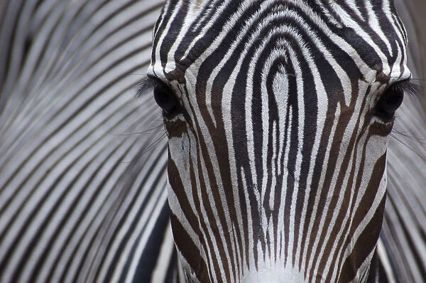 Grevy's zebra (Equus grevyi) close up, captive