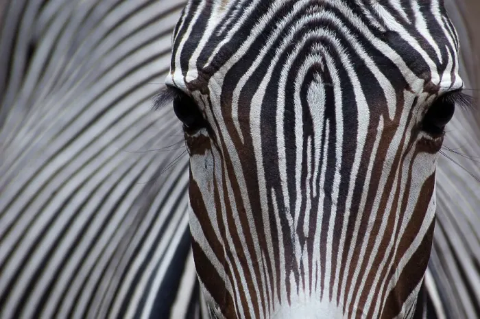 Framed Print : Grevy's zebra (Equus grevyi) close up, captive Framed Print : Grevy's zebra (Equus grevyi) close up, captive