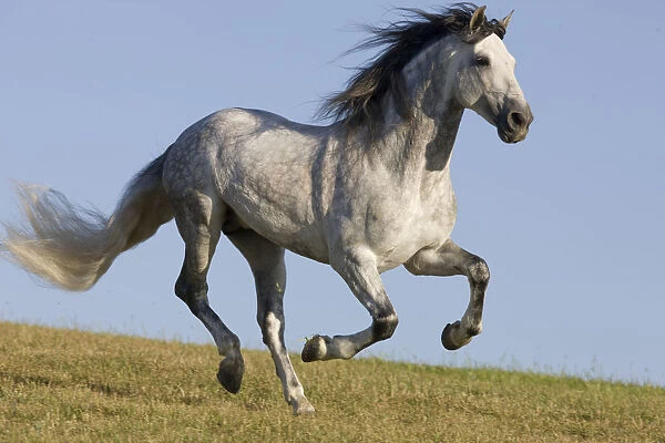 Grey Andalusian  /  Spanish stallion running, California, USA