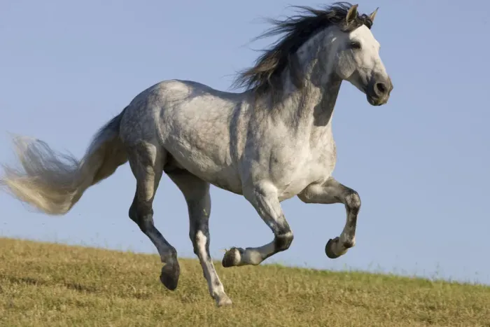 Framed Print : Grey Andalusian  /  Spanish stallion running, California, USA