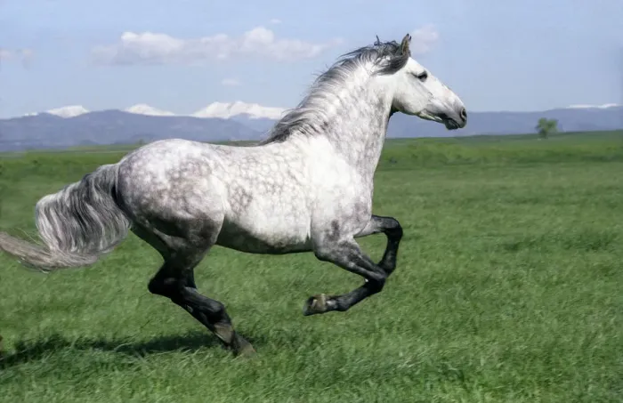 Framed Print : Grey Andalusian stallion cantering with Rocky mtns behind, Colorado, USA Framed Print : Grey Andalusian stallion cantering with Rocky mtns behind, Colorado, USA