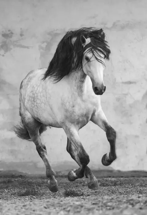 Framed Print : Grey Andalusian stallion running in arena in Northern France, Europe. March