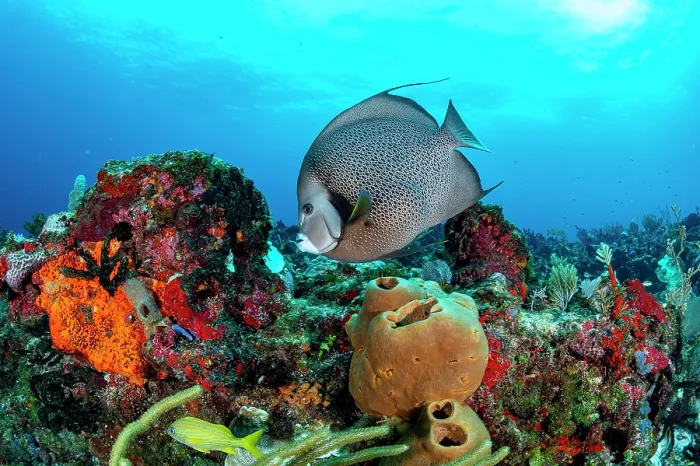 Framed Print : Grey angelfish (Pomacanthus arcuatus) on a coral reef, off Cancun, Quintana Roo, Yucatan Peninsula, Mexico, Caribbean Sea Framed Print : Grey angelfish (Pomacanthus arcuatus) on a coral reef, off Cancun, Quintana Roo, Yucatan Peninsula, Mexico, Caribbean Sea