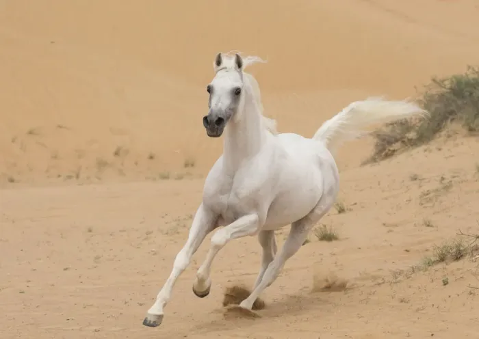 Framed Print : Grey Arabian stallion running in desert dunes near Dubai, United Arab Emirates Framed Print : Grey Arabian stallion running in desert dunes near Dubai, United Arab Emirates