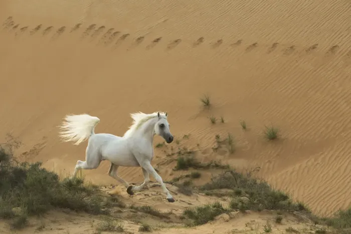 Framed Print : Grey Arabian stallion running in desert dunes near Dubai, United Arab Emirates Framed Print : Grey Arabian stallion running in desert dunes near Dubai, United Arab Emirates