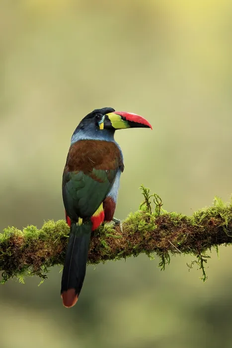 Framed Print : Grey-breasted mountain toucan (Andigena hypoglauca) perched on mossy branch in the cloud forest, Nevado del Ruiz, Colombia
