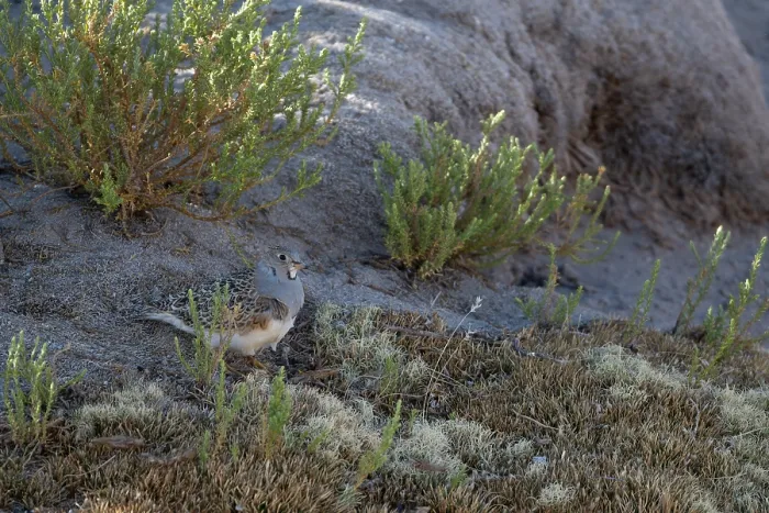 Framed Print : Grey-brested seedsnipe (Thinocorus orbignyianus) camouflaged on rocky ground, Bofedales viscinity of Quetena, Altiplano, Bolivia