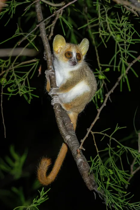 Framed Print : Grey-brown mouse lemur (Microcebus griseorufus) resting on tree branch at night, Tsimanampetsotse National Park, south western Madagascar Framed Print : Grey-brown mouse lemur (Microcebus griseorufus) resting on tree branch at night, Tsimanampetsotse National Park, south western Madagascar
