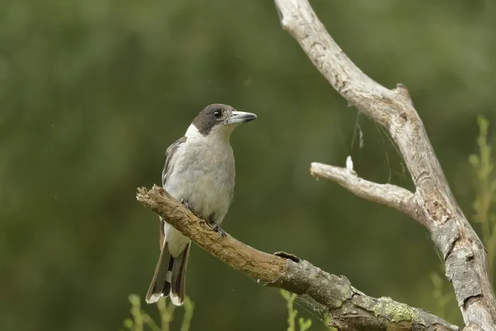 Framed Print : Grey butcherbird (Cracticus torquatus) perched on branch, Tasmania, Australia