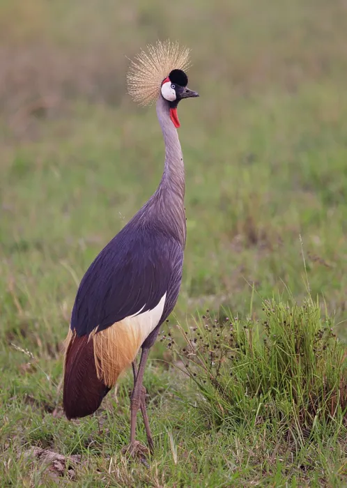 Framed Print : Grey crowned crane (Balearica regulorum) standing in grassland. Masai Mara National Reserve, Kenya Framed Print : Grey crowned crane (Balearica regulorum) standing in grassland. Masai Mara National Reserve, Kenya