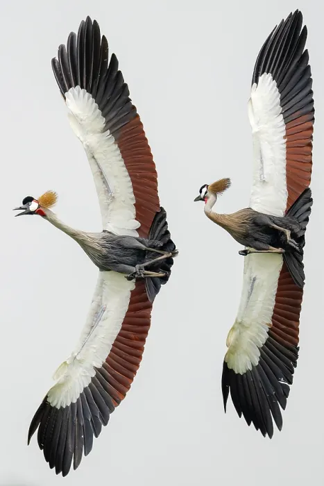 Framed Print : Two Grey crowned cranes (Balearica regulorum gibbericeps) in flight, one calling, Kyawagonya Kaku swamp, Uganda. Endangered Framed Print : Two Grey crowned cranes (Balearica regulorum gibbericeps) in flight, one calling, Kyawagonya Kaku swamp, Uganda. Endangered