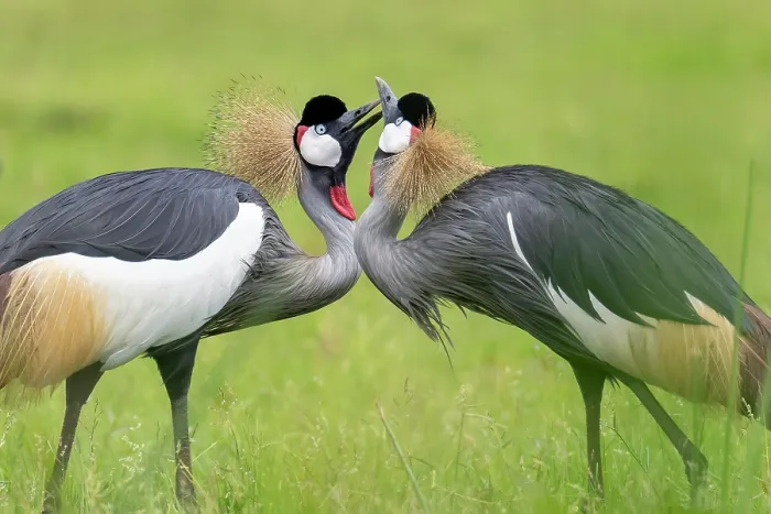 Framed Print : Grey crowned cranes (Balearica regulorum gibbericeps) pair, courtship display, Kyawagonya Kaku swamp, Uganda. Endangered