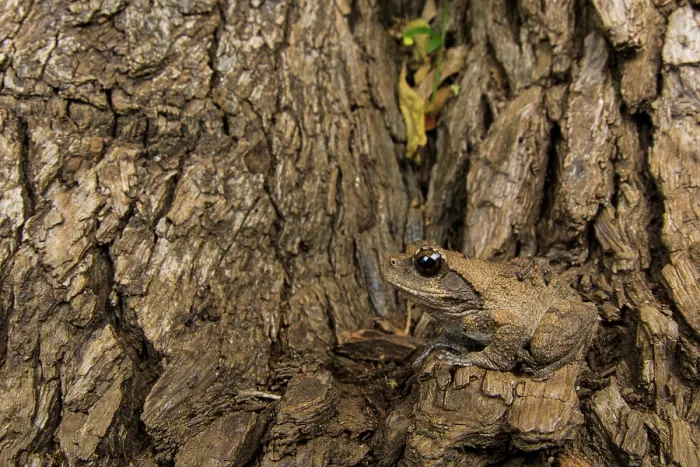 Framed Print : Grey foam-nest tree frog (Chiromantis xerampelina) sat on tree trunk, South Luangwa National Park, Zambia Framed Print : Grey foam-nest tree frog (Chiromantis xerampelina) sat on tree trunk, South Luangwa National Park, Zambia