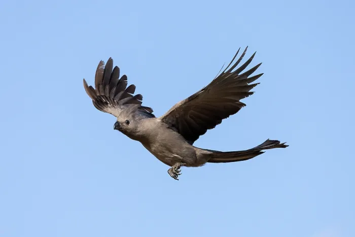 Framed Print : Grey go-away bird (Corythaixoides concolor) in flight, Chobe National Park, Botswana Framed Print : Grey go-away bird (Corythaixoides concolor) in flight, Chobe National Park, Botswana
