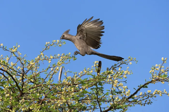 Framed Print : Grey go-away bird (Corythaixoides concolor) landing in tree top, Chobe National Park, Botswana Framed Print : Grey go-away bird (Corythaixoides concolor) landing in tree top, Chobe National Park, Botswana