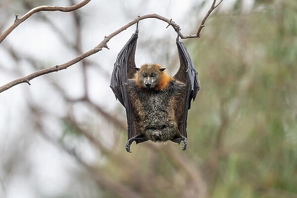 Grey-headed flying-fox bat (Pteropus poliocephalus), female, hanging the other way to defecate or urinate, Yarra Bend Park, Victoria, Australia. Cropped