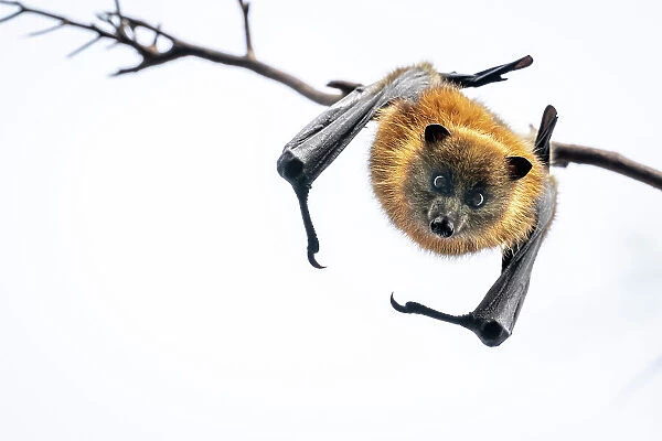 Grey-headed flying-fox bat (Pteropus poliocephalus) hanging upside down from branch, looking down, Yarra Bend Park, Victoria, Australia. Cropped