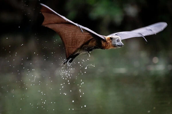 Grey-headed flying-fox bat (Pteropus poliocephalus) in flight just after dipping in water, with water dripping off, Yarra Bend Park, Victoria, Australia