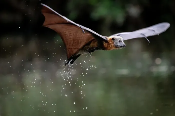 Framed Print : Grey-headed flying-fox bat (Pteropus poliocephalus) in flight just after dipping in water, with water dripping off, Yarra Bend Park, Victoria, Australia Framed Print : Grey-headed flying-fox bat (Pteropus poliocephalus) in flight just after dipping in water, with water dripping off, Yarra Bend Park, Victoria, Australia