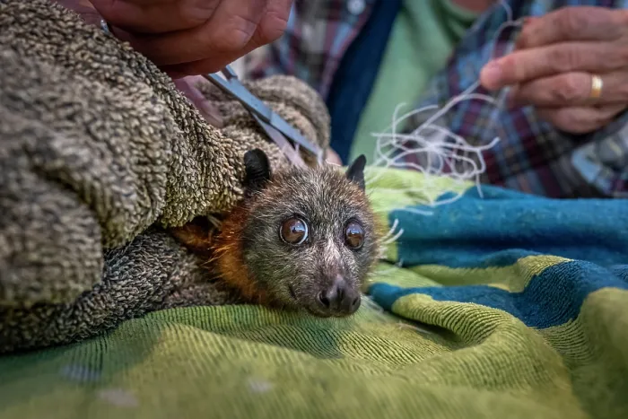 Framed Print : A Grey-headed Flying-fox that was found entangled in illegal urban fruit-tree netting