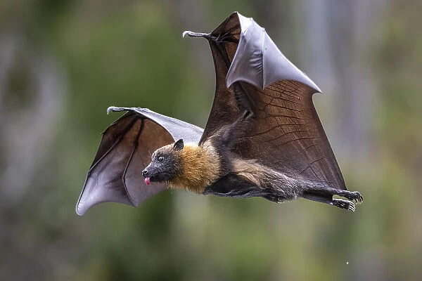 Grey-headed flying-fox (Pteropus poliocephalus) in flight, with tongue out after licking water from its body. Having just completed a high-speed belly dip into a river on a hot day to wet its belly