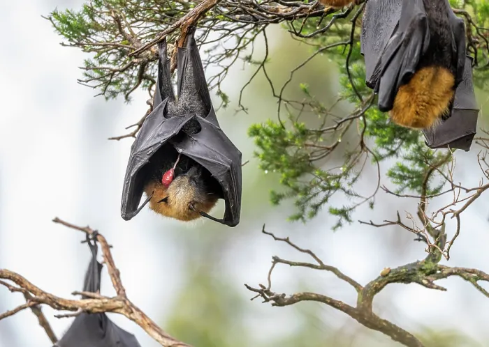 Framed Print : Grey-headed flying-fox (Pteropus poliocephalus) female hanging on branch just after giving birth with umbilical cord and placenta visible, Myuna Wetlands Framed Print : Grey-headed flying-fox (Pteropus poliocephalus) female hanging on branch just after giving birth with umbilical cord and placenta visible, Myuna Wetlands