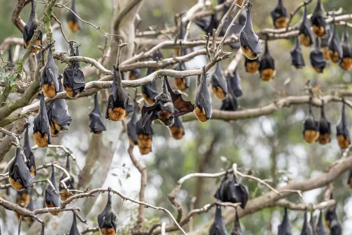 Framed Print : Grey-headed flying-fox (Pteropus poliocephalus) colony roosting in tree, Myuna Wetlands, Doveton, Victoria, Australia Framed Print : Grey-headed flying-fox (Pteropus poliocephalus) colony roosting in tree, Myuna Wetlands, Doveton, Victoria, Australia