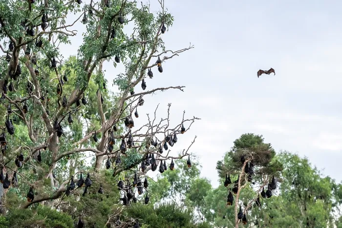 Framed Print : Grey-headed flying-fox (Pteropus poliocephalus) colony roosting in trees, Myuna Wetlands, Doveton, Victoria, Australia Framed Print : Grey-headed flying-fox (Pteropus poliocephalus) colony roosting in trees, Myuna Wetlands, Doveton, Victoria, Australia