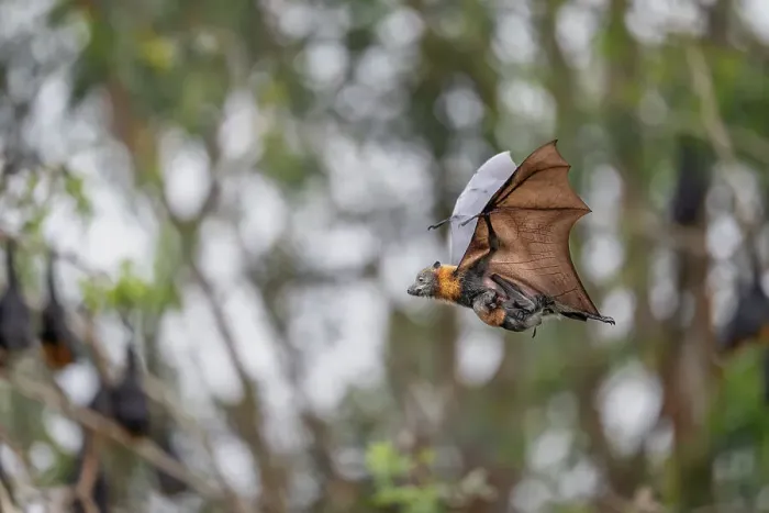 Framed Print : Grey-headed flying-fox (Pteropus poliocephalus) female, in flight carrying her young, Myuna Wetlands, Doveton, Victoria, Australia Framed Print : Grey-headed flying-fox (Pteropus poliocephalus) female, in flight carrying her young, Myuna Wetlands, Doveton, Victoria, Australia