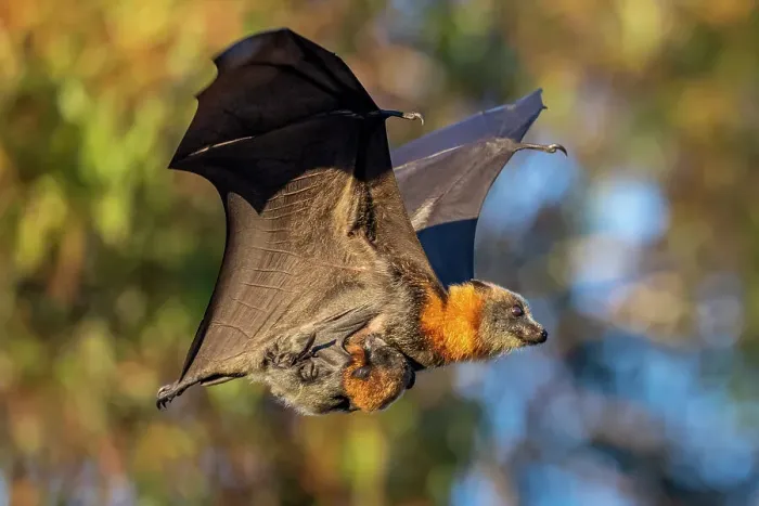 Framed Print : Grey-headed flying-fox (Pteropus poliocephalus) female, in flight carrying her young, Myuna Wetlands, Doveton, Victoria, Australia. Cropped Framed Print : Grey-headed flying-fox (Pteropus poliocephalus) female, in flight carrying her young, Myuna Wetlands, Doveton, Victoria, Australia. Cropped