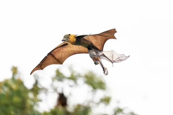 Framed Print : Grey-headed flying-fox (Pteropus poliocephalus) female, in flight carrying pup, aged 4-5 weeks Framed Print : Grey-headed flying-fox (Pteropus poliocephalus) female, in flight carrying pup, aged 4-5 weeks