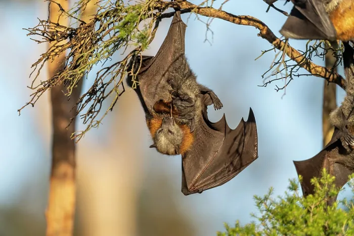 Framed Print : Grey-headed flying-fox (Pteropus poliocephalus) female, eating the umbilical cord just after giving birth, Myuna Wetlands, Doveton (on Bunurong Country), Victoria, Australia Framed Print : Grey-headed flying-fox (Pteropus poliocephalus) female, eating the umbilical cord just after giving birth, Myuna Wetlands, Doveton (on Bunurong Country), Victoria, Australia