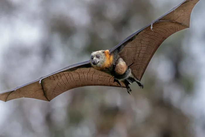 Framed Print : Grey-headed flying-fox (Pteropus poliocephalus) female, in flight carrying its pup, Myuna Wetlands, Doveton (on Bunurong Country), Victoria, Australia Framed Print : Grey-headed flying-fox (Pteropus poliocephalus) female, in flight carrying its pup, Myuna Wetlands, Doveton (on Bunurong Country), Victoria, Australia