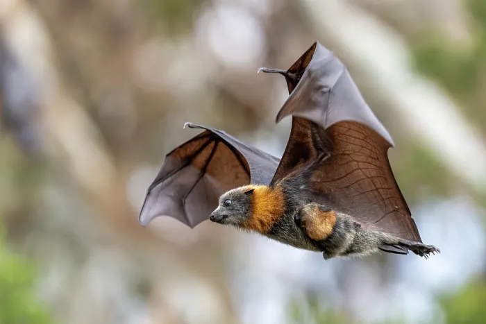 Framed Print : Grey-headed flying-fox (Pteropus poliocephalus) female, in flight carrying its pup, Myuna Wetlands, Doveton (on Bunurong Country), Victoria, Australia Framed Print : Grey-headed flying-fox (Pteropus poliocephalus) female, in flight carrying its pup, Myuna Wetlands, Doveton (on Bunurong Country), Victoria, Australia