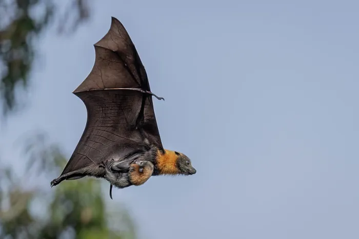 Framed Print : Grey-headed flying-fox (Pteropus poliocephalus) female, in flight carrying its pup, Myuna Wetlands, Doveton (on Bunurong Country), Victoria, Australia Framed Print : Grey-headed flying-fox (Pteropus poliocephalus) female, in flight carrying its pup, Myuna Wetlands, Doveton (on Bunurong Country), Victoria, Australia