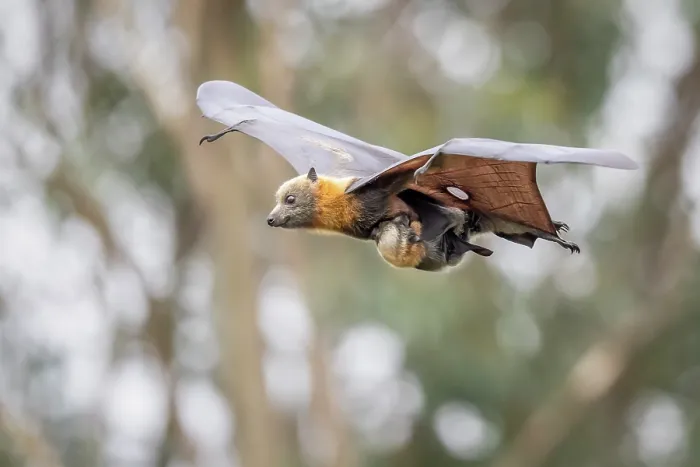 Framed Print : Grey-headed flying-fox (Pteropus poliocephalus) female, in flight carrying its pup, Myuna Wetlands, Doveton (on Bunurong Country), Victoria, Australia
