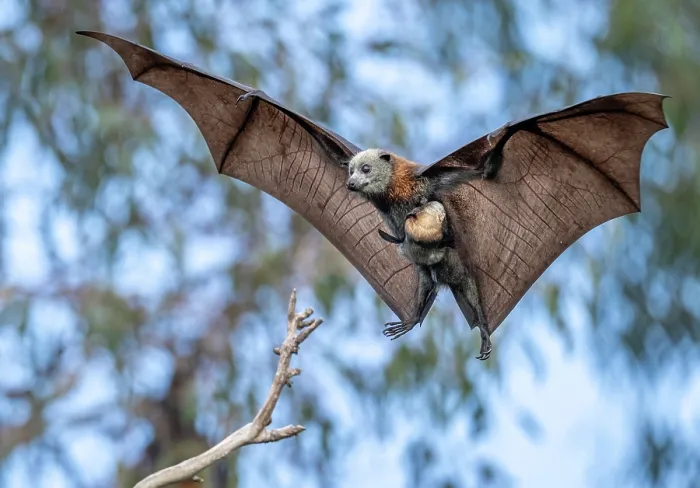 Framed Print : Grey-headed flying-fox (Pteropus poliocephalus) female carrying its pup, landing on branch, Myuna Wetlands, Doveton (on Bunurong Country), Victoria, Australia Framed Print : Grey-headed flying-fox (Pteropus poliocephalus) female carrying its pup, landing on branch, Myuna Wetlands, Doveton (on Bunurong Country), Victoria, Australia