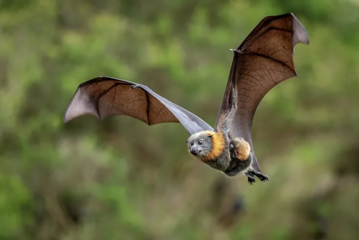 Framed Print : Grey-headed flying-fox (Pteropus poliocephalus) female in flight carrying its pup, Myuna Wetlands, Doveton (on Bunurong Country), Victoria, Australia Framed Print : Grey-headed flying-fox (Pteropus poliocephalus) female in flight carrying its pup, Myuna Wetlands, Doveton (on Bunurong Country), Victoria, Australia