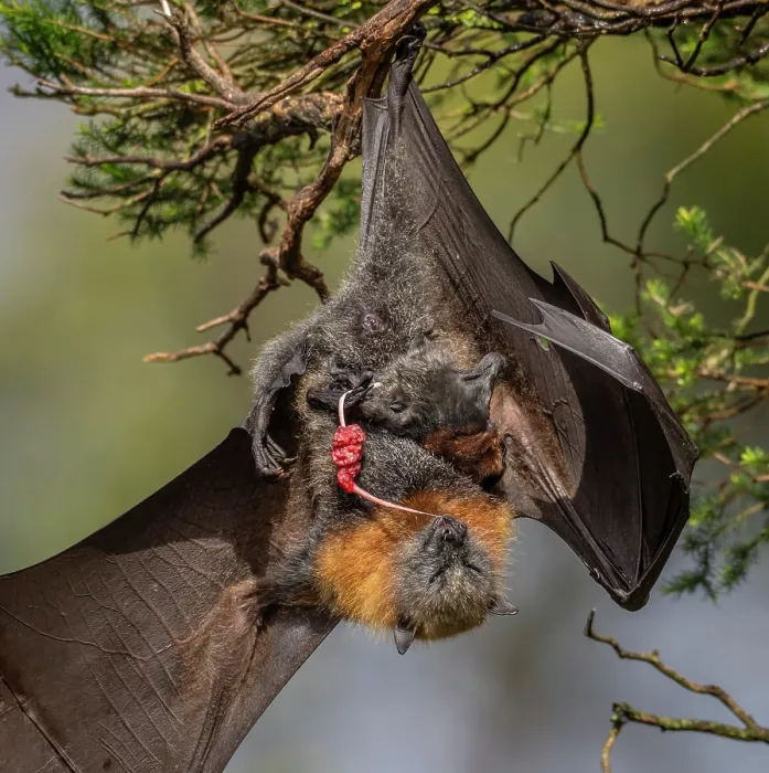 Framed Print : Grey-headed flying-fox (Pteropus poliocephalus) female hanging on branch just after giving birth, eating the umbilical cord with placenta visible, Myuna Wetlands Framed Print : Grey-headed flying-fox (Pteropus poliocephalus) female hanging on branch just after giving birth, eating the umbilical cord with placenta visible, Myuna Wetlands