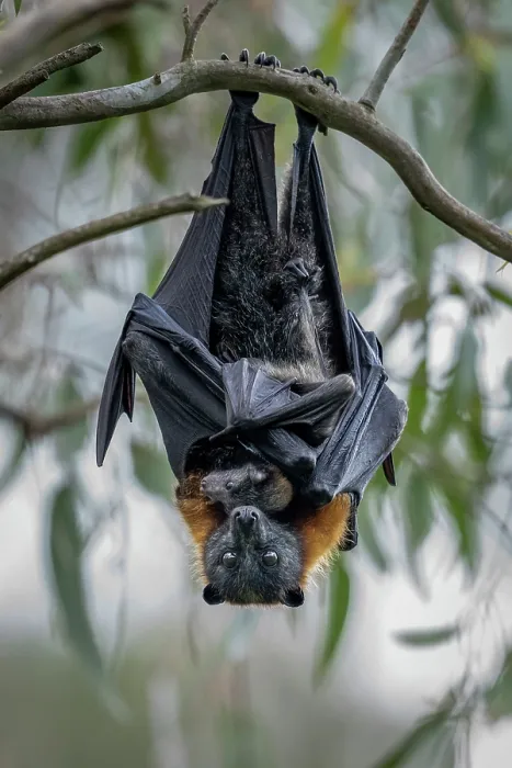 Framed Print : Grey-headed Flying-fox (Pteropus poliocephalus) female hanging in a tree holding her pup, Myuna Wetlands, Doveton, Victoria, Australia