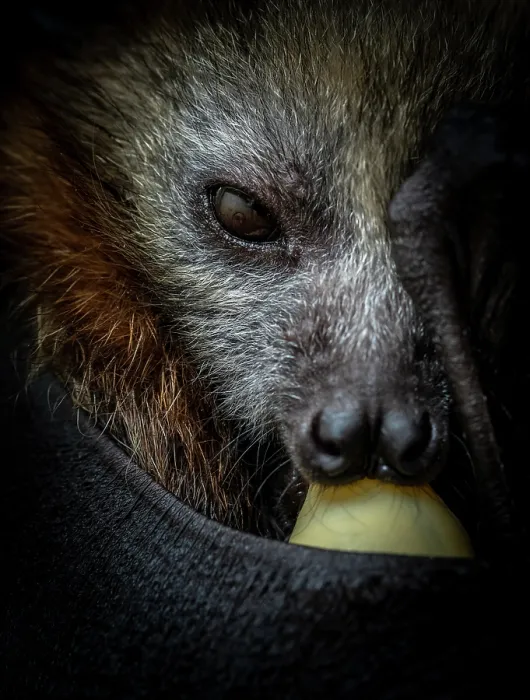Framed Print : Grey-headed flying-fox (Pteropus poliocephalus) female orphaned infant, aged 6 weeks, sucking on a pacifier, being held by a rescuer whose reflection can be seen in the pups eye