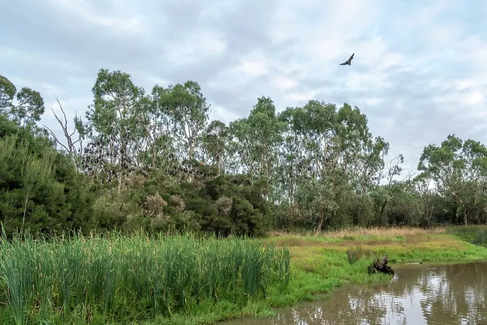 Framed Print : Grey-headed flying-fox (Pteropus poliocephalus) in flight above wetlands with colony roosting in trees behind, Myuna Wetlands, Doveton, Victoria, Australia Framed Print : Grey-headed flying-fox (Pteropus poliocephalus) in flight above wetlands with colony roosting in trees behind, Myuna Wetlands, Doveton, Victoria, Australia
