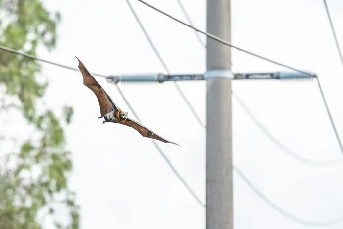 Framed Print : Grey-headed flying-fox (Pteropus poliocephalus) flying past power lines, Myuna Wetlands, Doveton, Victoria, Australia Framed Print : Grey-headed flying-fox (Pteropus poliocephalus) flying past power lines, Myuna Wetlands, Doveton, Victoria, Australia