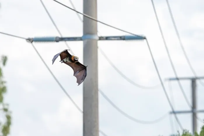 Framed Print : Grey-headed flying-fox (Pteropus poliocephalus) flying past power lines, Myuna Wetlands, Doveton, Victoria, Australia Framed Print : Grey-headed flying-fox (Pteropus poliocephalus) flying past power lines, Myuna Wetlands, Doveton, Victoria, Australia