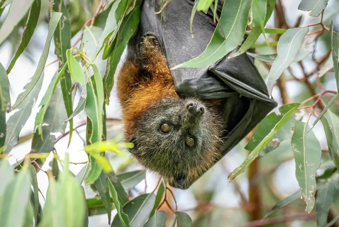 Framed Print : Grey-headed flying-fox (Pteropus poliocephalus) hanging from a tree branch, Myuna Wetlands, Doveton (on Bunurong Country), Victoria, Australia Framed Print : Grey-headed flying-fox (Pteropus poliocephalus) hanging from a tree branch, Myuna Wetlands, Doveton (on Bunurong Country), Victoria, Australia