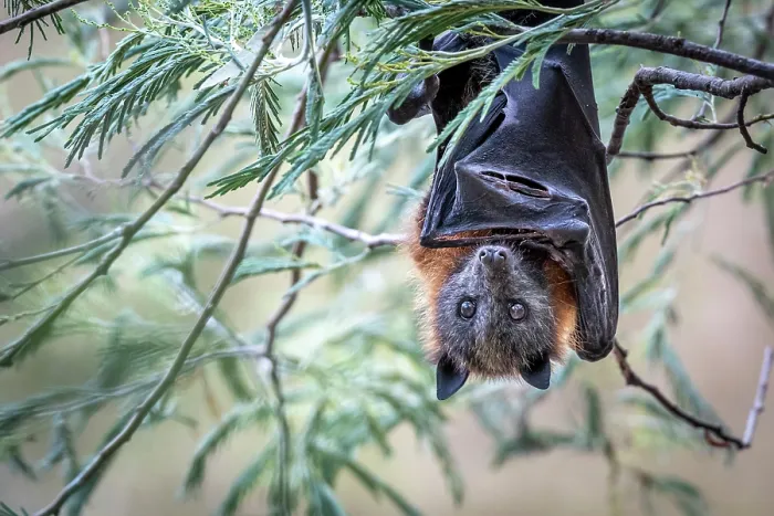 Framed Print : Grey-headed flying-fox (Pteropus poliocephalus) hanging from a tree with a damaged wing, Myuna Wetlands, Doveton (on Bunurong Country), Victoria, Australia Framed Print : Grey-headed flying-fox (Pteropus poliocephalus) hanging from a tree with a damaged wing, Myuna Wetlands, Doveton (on Bunurong Country), Victoria, Australia