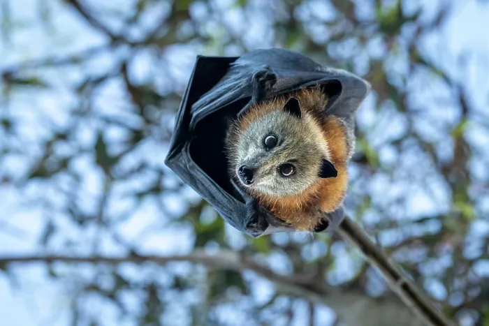 Framed Print : Grey-headed flying-fox (Pteropus poliocephalus) hanging in a tree looking down, Myuna Wetlands, Doveton, Victoria, Australia Framed Print : Grey-headed flying-fox (Pteropus poliocephalus) hanging in a tree looking down, Myuna Wetlands, Doveton, Victoria, Australia