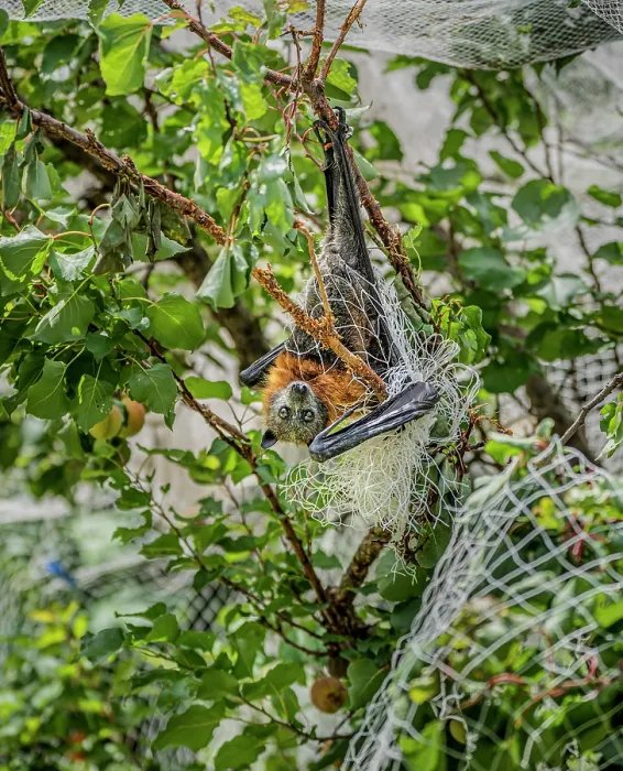 Framed Print : Grey-headed flying-fox (Pteropus poliocephalus) hanging upside down, caught in illegal urban fruit-tree netting before being rescued, Brighton, Victoria, Australia Framed Print : Grey-headed flying-fox (Pteropus poliocephalus) hanging upside down, caught in illegal urban fruit-tree netting before being rescued, Brighton, Victoria, Australia